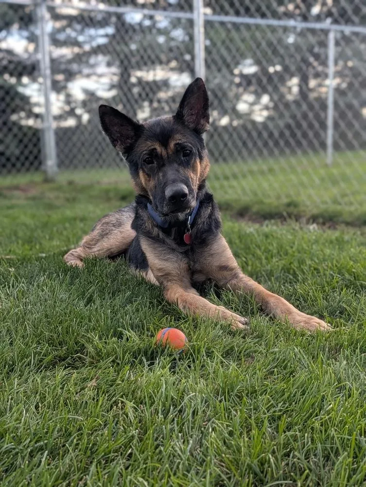 An adult large-sized male German Shepherd Dog dog named Higgins for adoption in Grand Rapids, MI