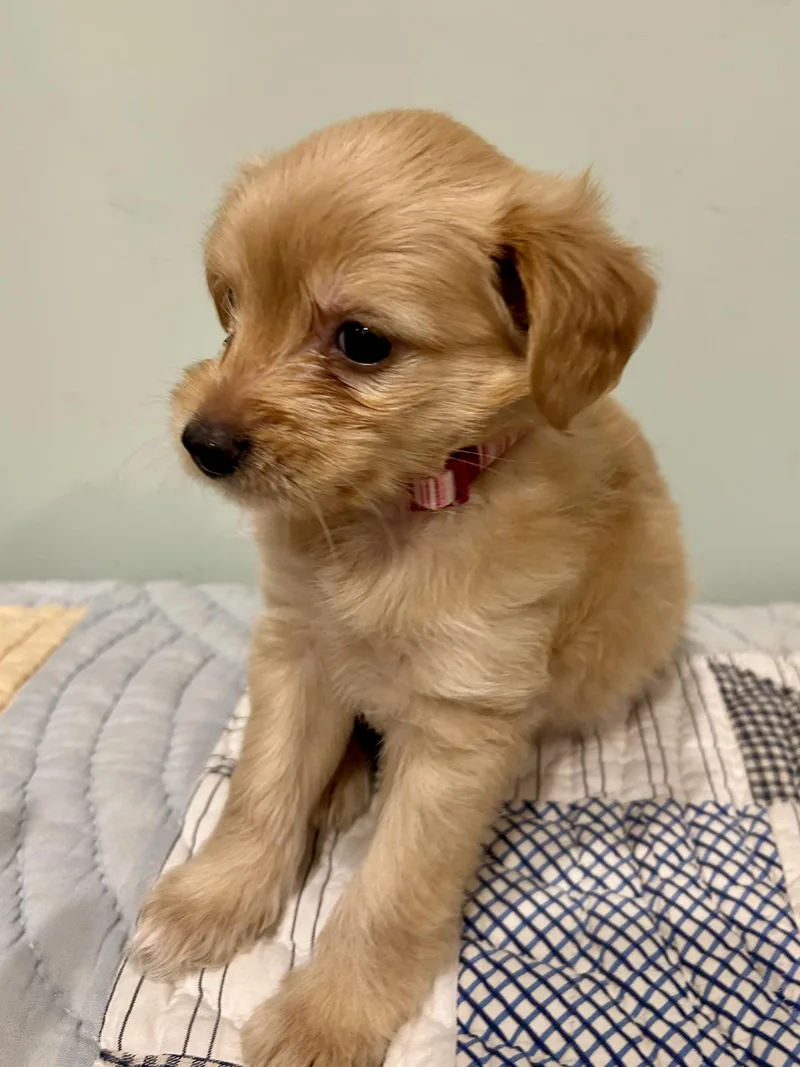 A baby small-sized female Maltese dog named Maddy for adoption in Fosters, AL