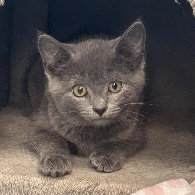 A baby small-sized male Gray / Blue / Silver Domestic Short Hair cat named Buckingham for adoption in Watertown, NY