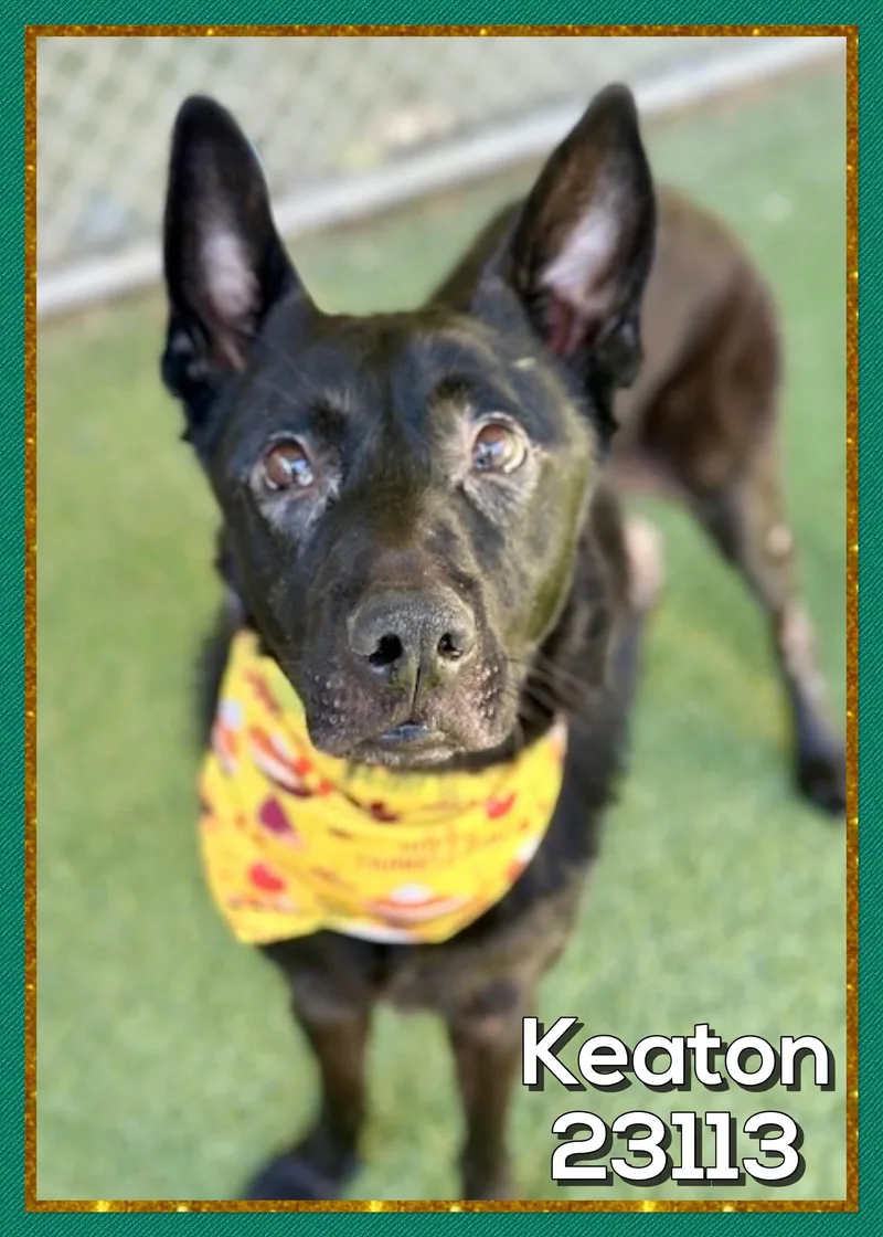 An adult medium-sized male Shepherd dog named Keaton for adoption in Marietta, GA