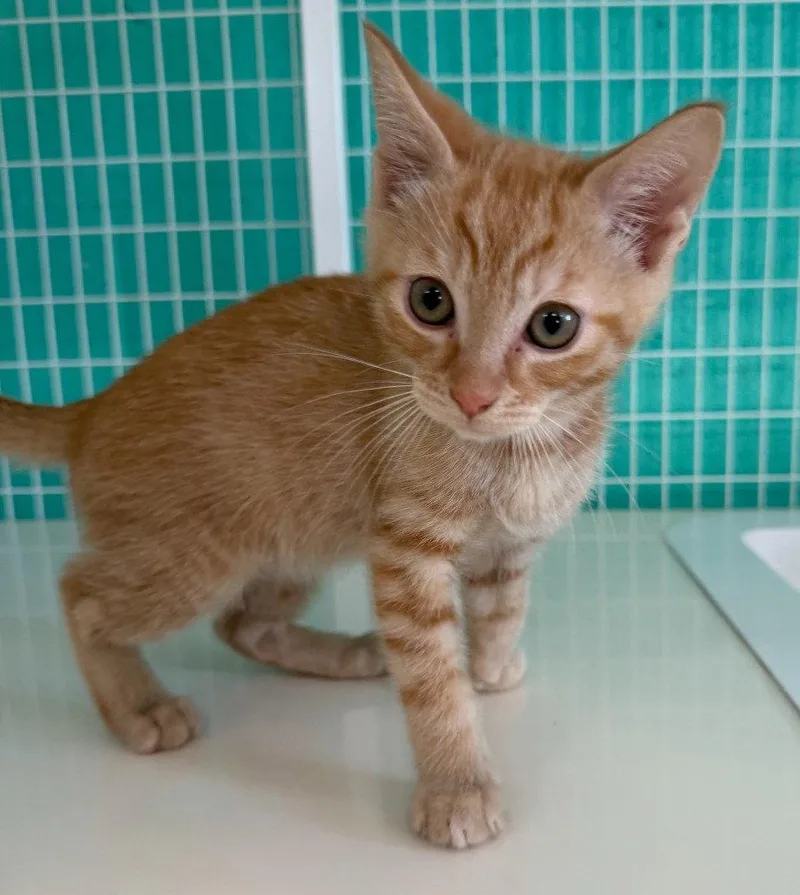 A baby medium-sized male Orange / Red Domestic Short Hair cat named Raj for adoption in St. Helens, OR