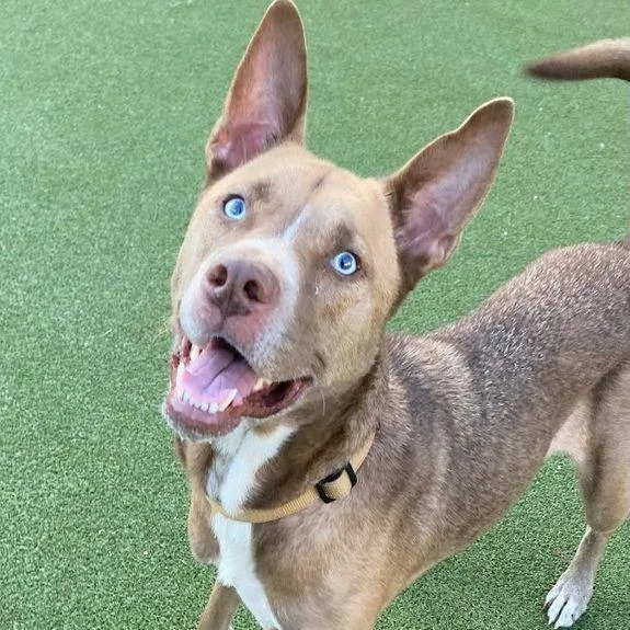 An adult large-sized female Pit Bull Terrier dog named Georgia OKeefe for adoption in Austin, TX
