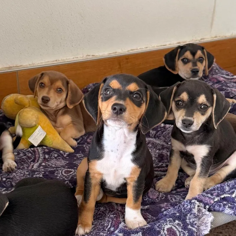 A baby small-sized male Chihuahua dog named Jewels Pup: Garnet for adoption in Falls Church, VA