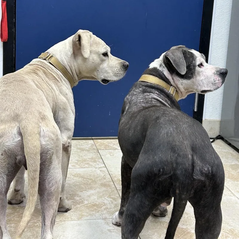 An adult medium-sized female Gray / Blue / Silver Pit Bull Terrier dog named Maggie for adoption in Galveston, TX