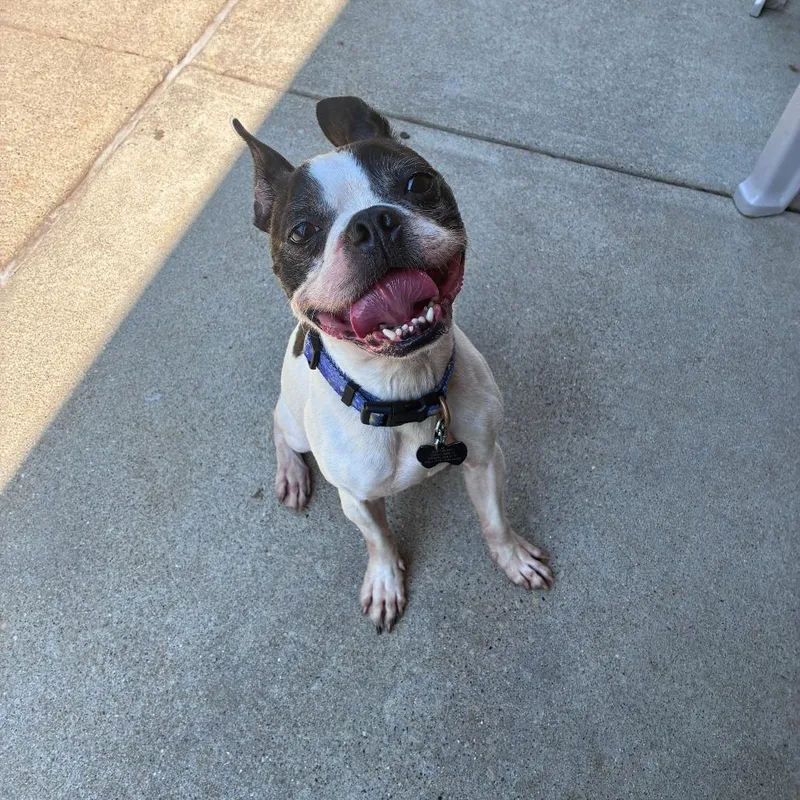 An adult small-sized male White / Cream Boston Terrier dog named Duke for adoption in Dixon, IL