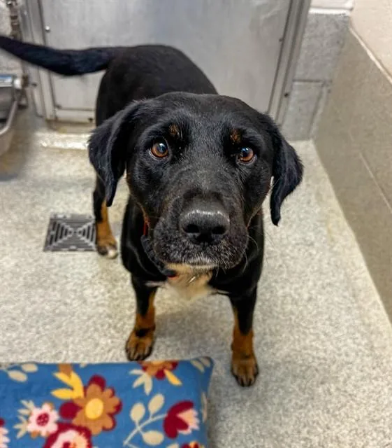 A young medium-sized male Labrador Retriever dog named Lj for adoption in Statesville, NC