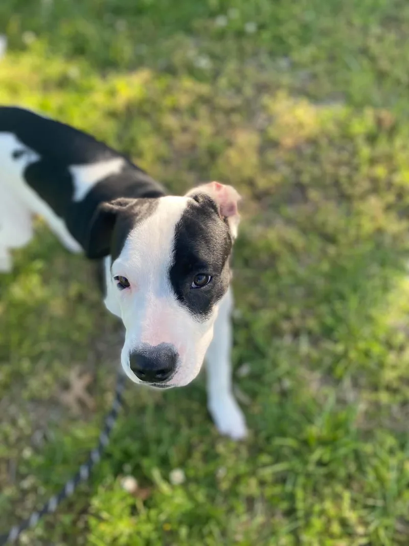 A young medium-sized female Pit Bull Terrier dog named Dottie for adoption in Windsor, MO