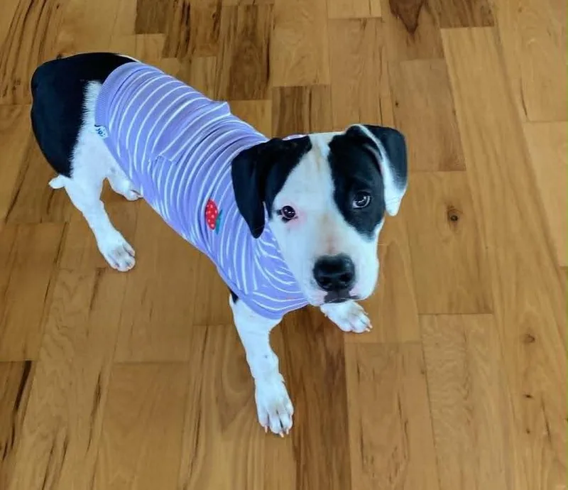 Dottie thumbnail 2