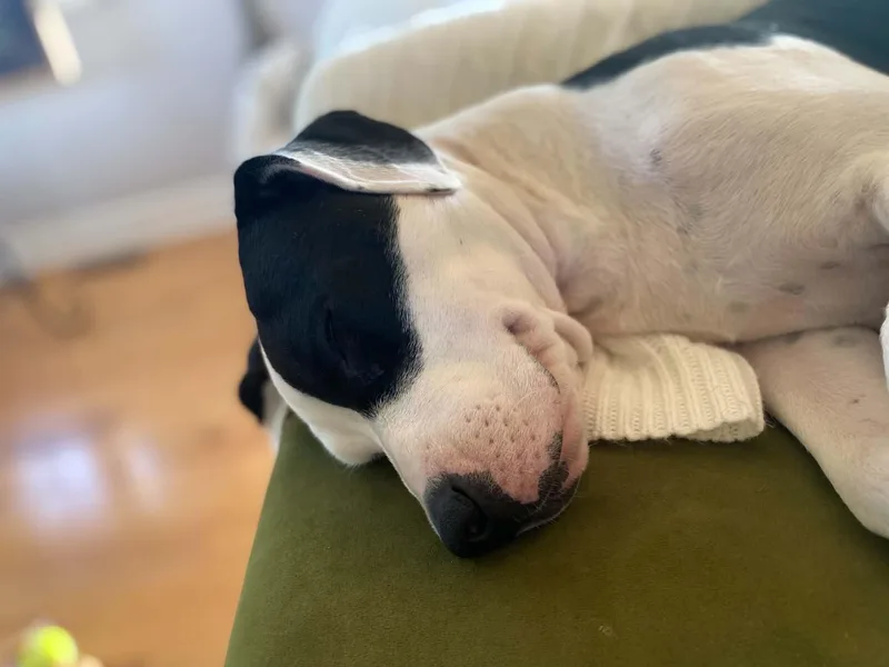 Dottie thumbnail 3