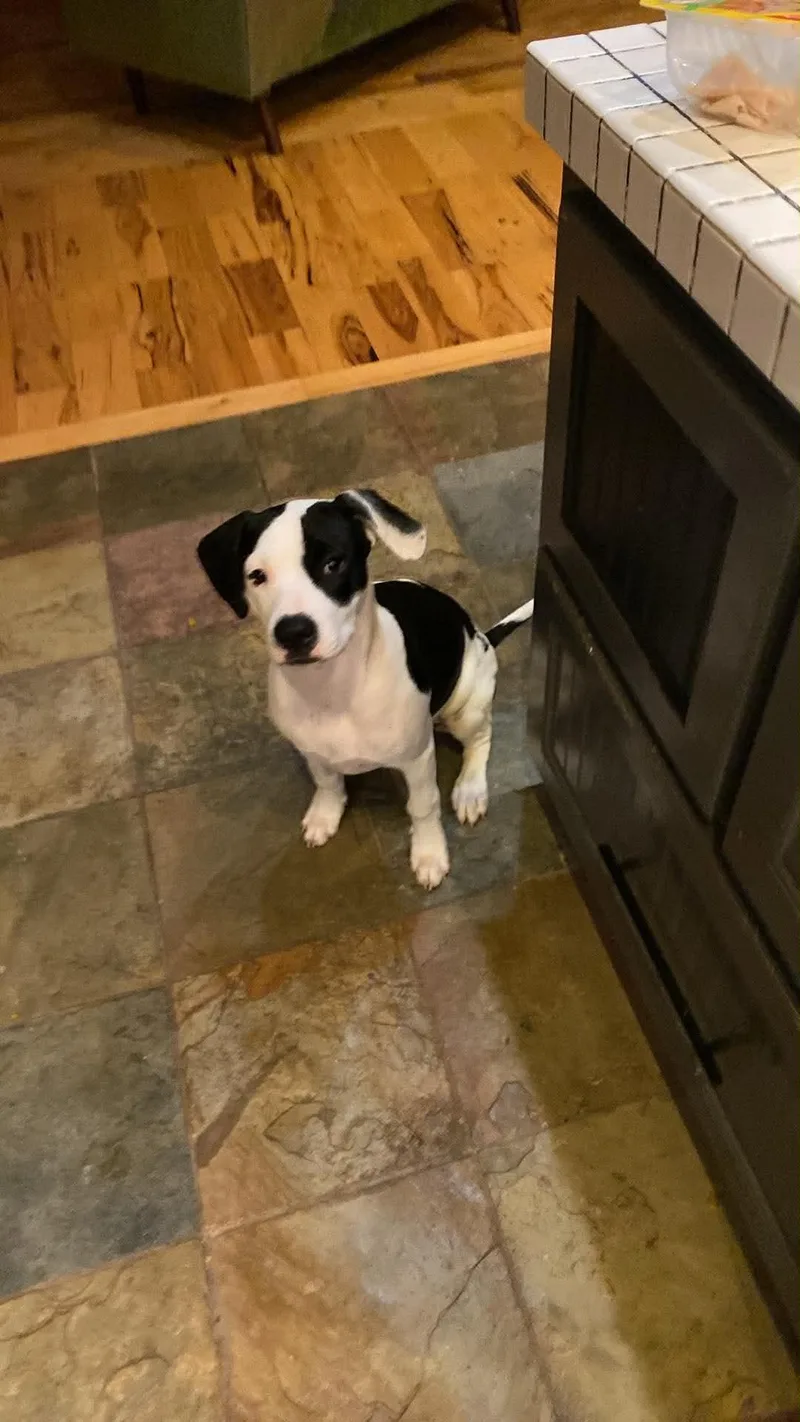 Dottie thumbnail 5