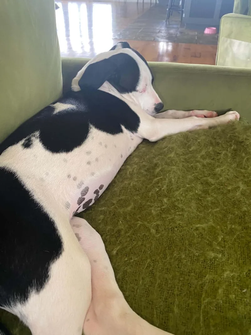 Dottie thumbnail 6