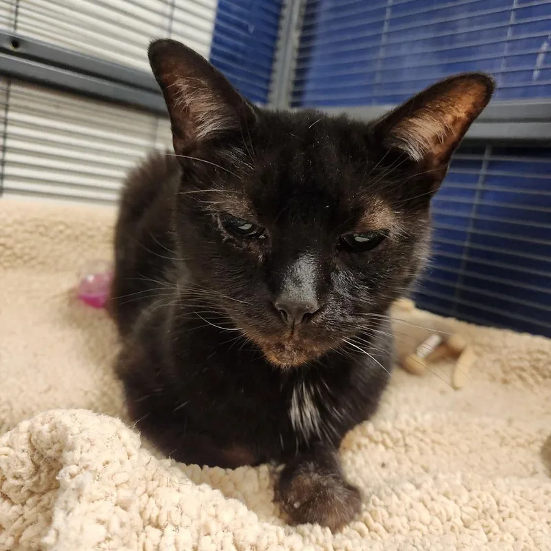 Billy Jr thumbnail 2