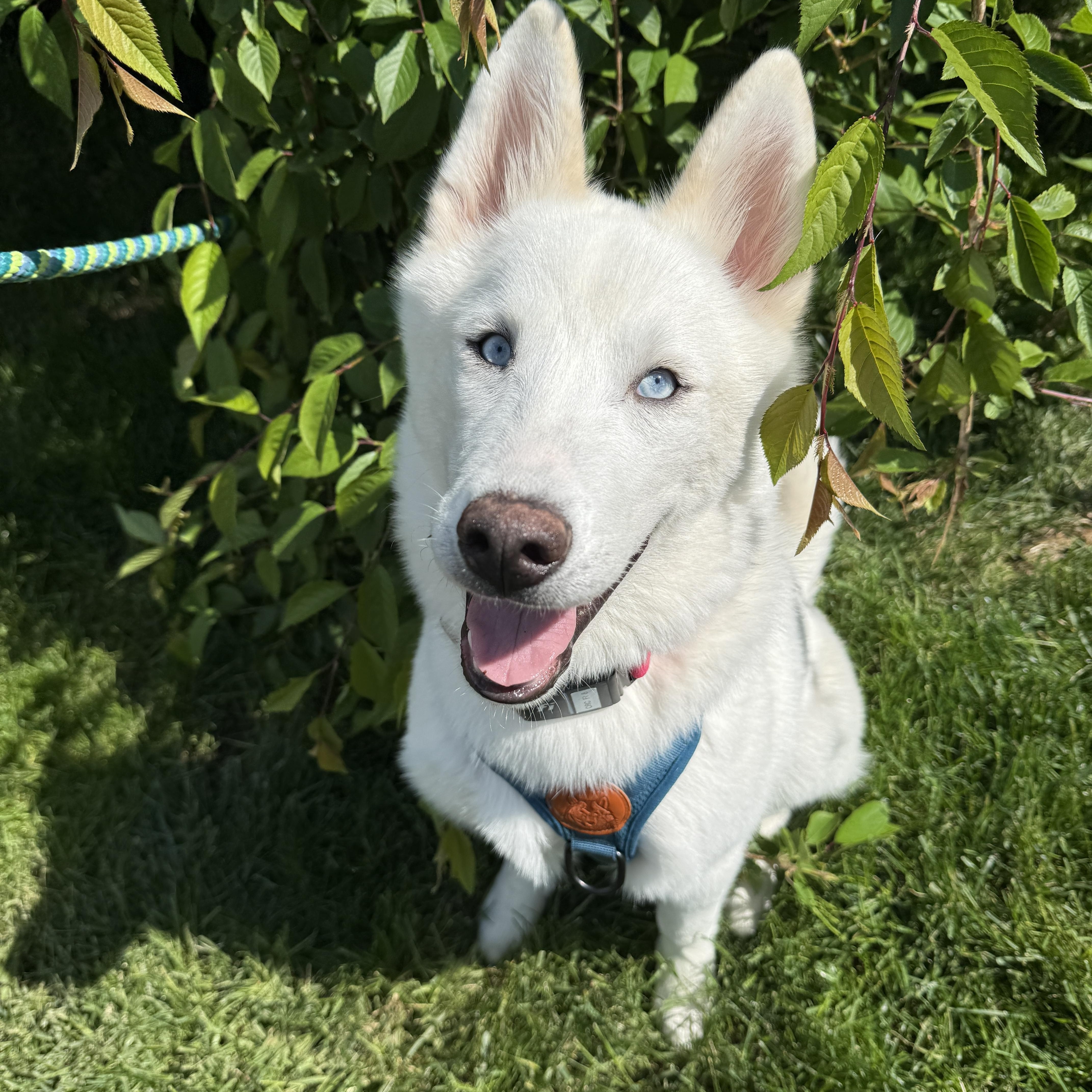A young medium-sized male White / Cream Husky dog named Hoodwink for adoption in Columbus, OH