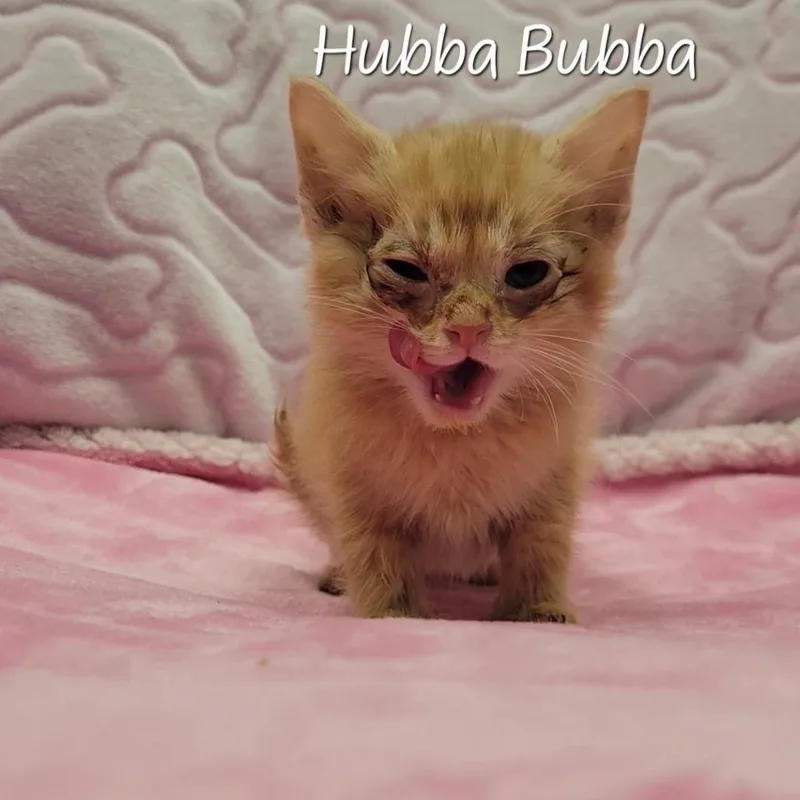 Hubba Bubba