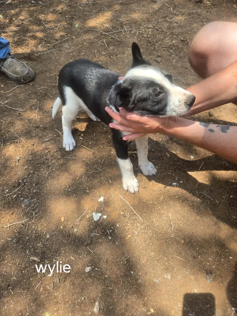 Lolp Wylie