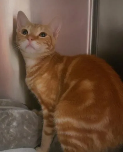 An adult small-sized male Domestic Short Hair cat named Drew for adoption in Phoenix, AZ