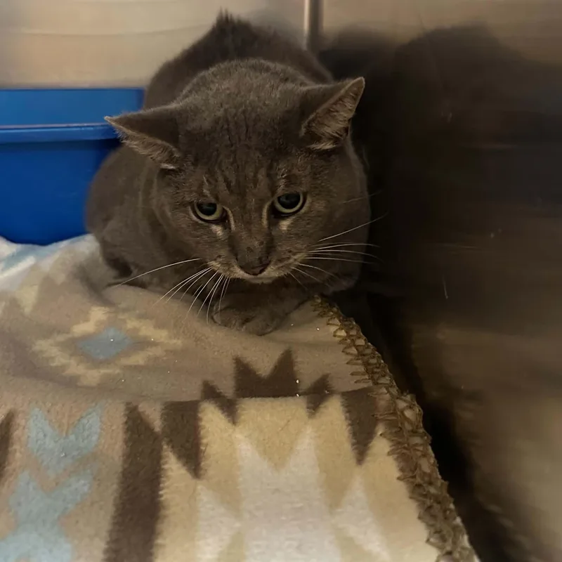 An adult large-sized female Domestic Short Hair cat named Wendy for adoption in Truth or Consequences , NM