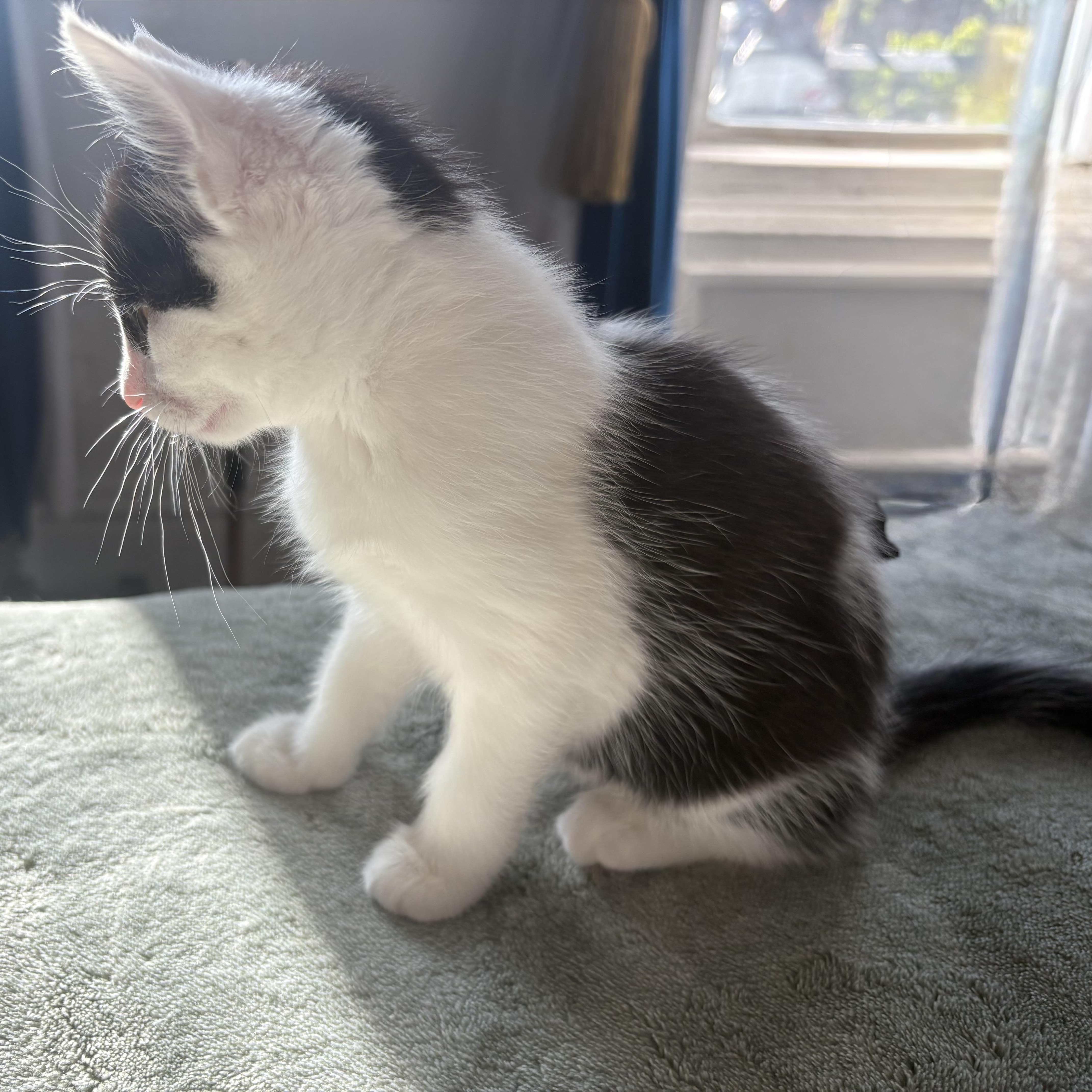 A baby medium-sized female Domestic Short Hair cat named Vaquita for adoption in Jersey City, NJ