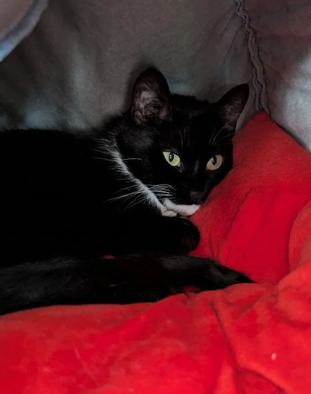 An adult medium-sized female Tuxedo cat named Squish Squash for adoption in Ocala, FL
