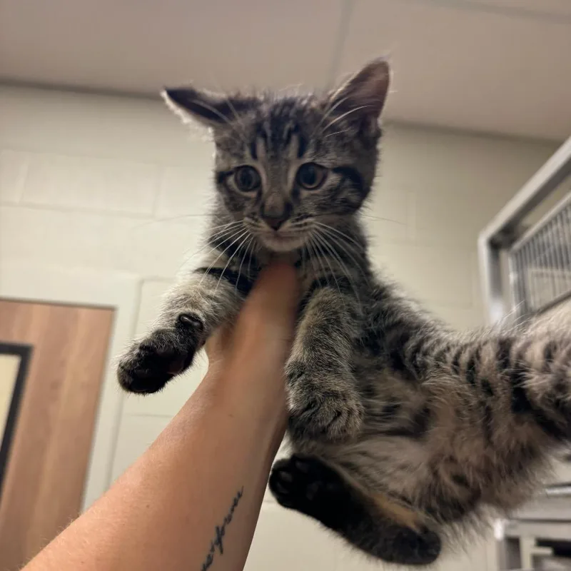 A baby small-sized male Brown / Chocolate Domestic Short Hair cat named Banshee for adoption in Bristol, IN