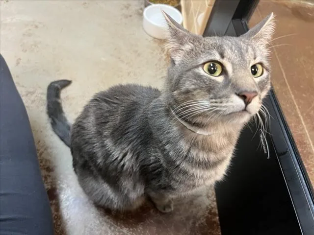 An adult large-sized male Domestic Short Hair cat named Wesley for adoption in Santa Fe, NM
