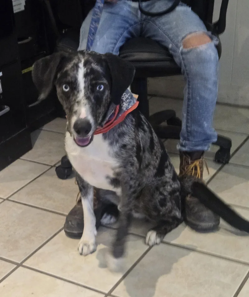 An adult medium-sized male Catahoula Leopard Dog dog named Bernard for adoption in Nogales, AZ