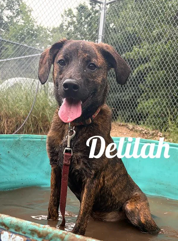A young medium-sized female Brindle Jack Russell Terrier dog named Delilah for adoption in Manistee, MI