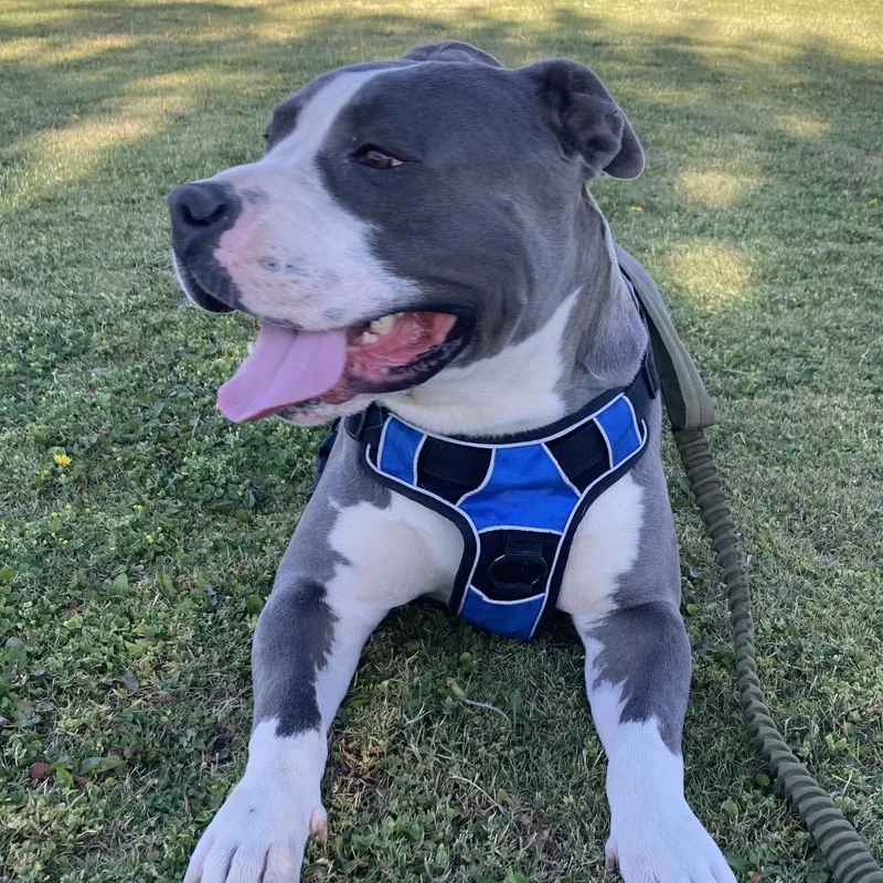 An adult large-sized male Gray / Blue / Silver Pit Bull Terrier dog named Milo for adoption in Dallas, TX