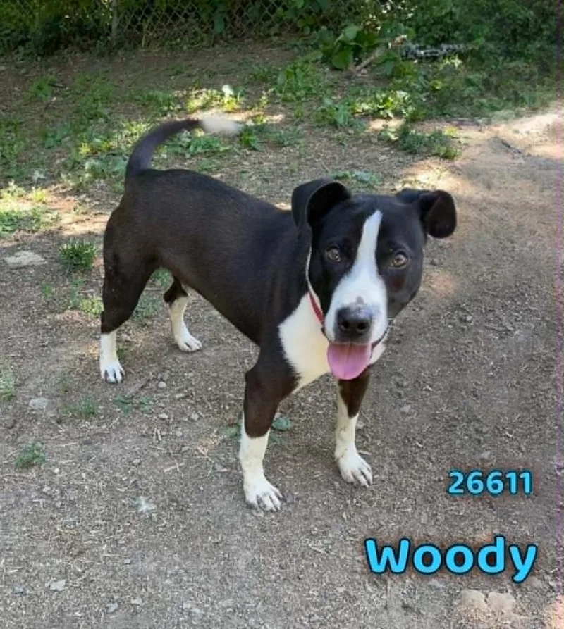Woody thumbnail 2