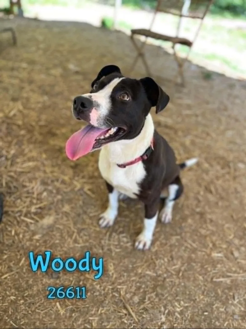 Woody thumbnail 4