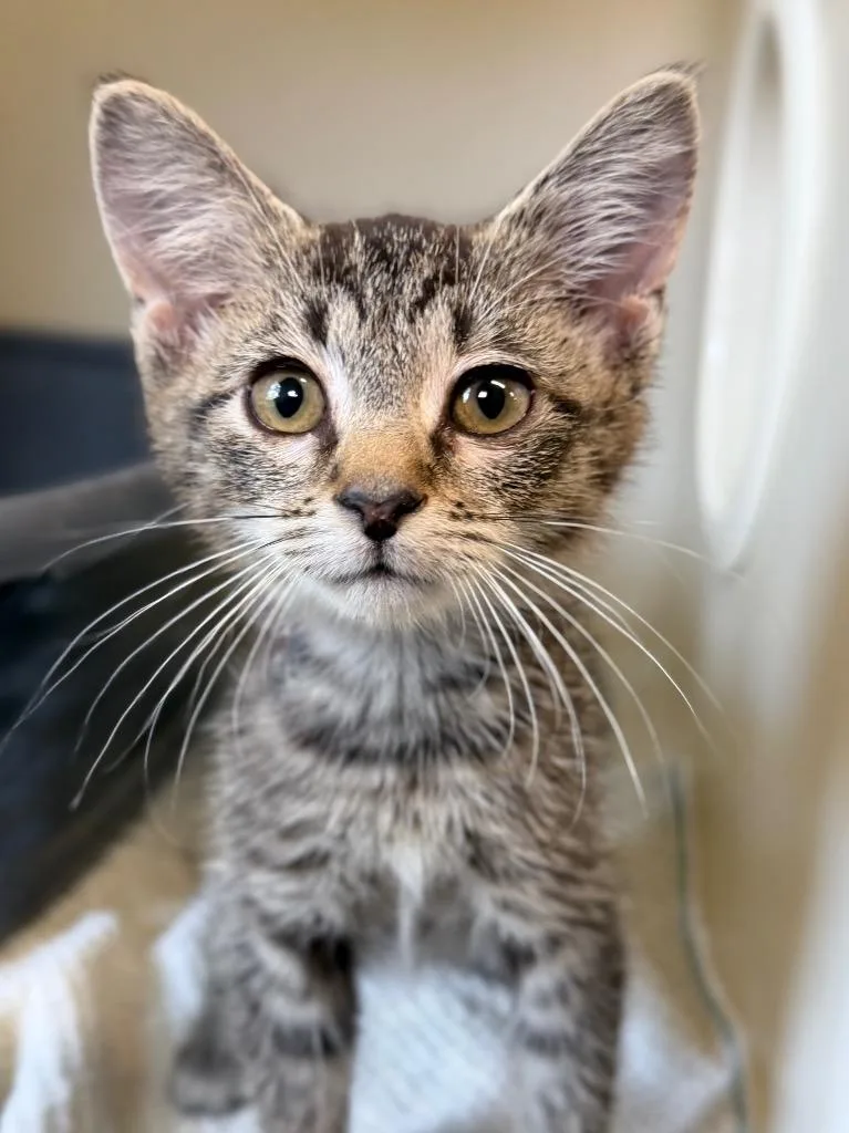 A baby medium-sized female Domestic Short Hair cat named Madam Prez for adoption in Menomonie, WI