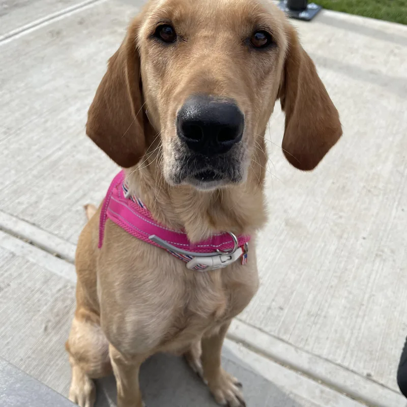 A young large-sized female Yellow / Tan / Blond / Fawn Labrador Retriever dog named Millie for adoption in Indianapolis, IN