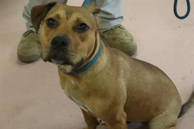 A young medium-sized female Mixed Breed dog named Sadie for adoption in Columbia, SC