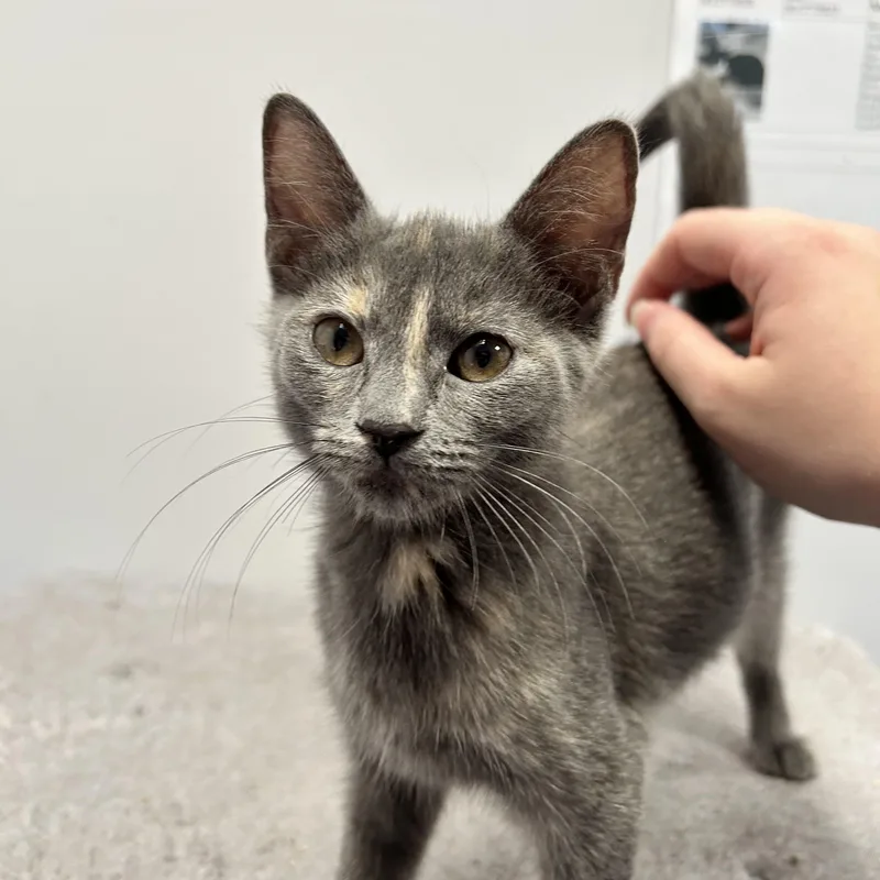 A baby small-sized female Dilute Tortoiseshell Domestic Short Hair cat named Rosie Cotton for adoption in North Haven, CT