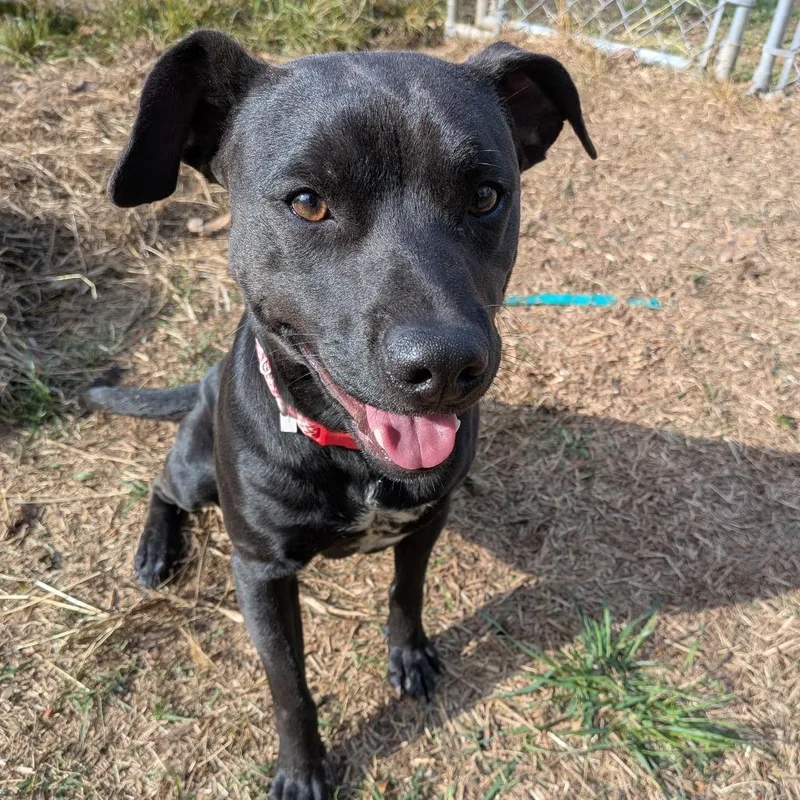 An adult medium-sized male Black Retriever dog named Johnny for adoption in Fairfax Station, VA