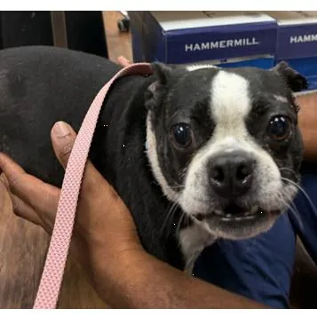 An adult small-sized male Boston Terrier dog named JoJo for adoption in Decatur, AL