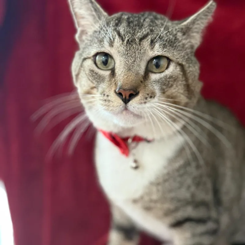 An adult large-sized male Gray / Blue / Silver Domestic Short Hair cat named FLBPTony for adoption in Hamburg, NY