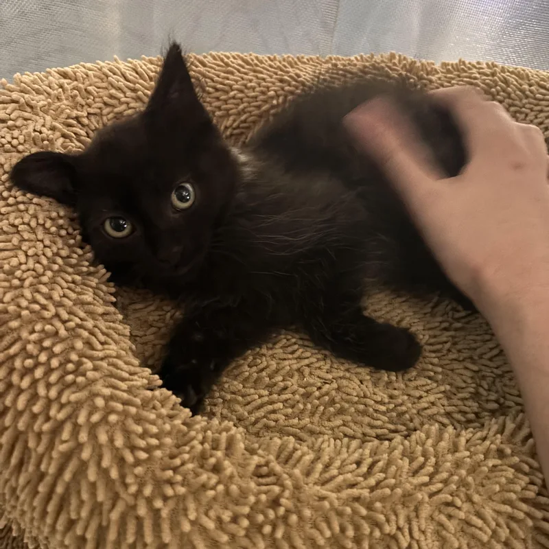 A baby medium-sized male Black Domestic Long Hair cat named Jaypaw for adoption in Woodlawn, TN