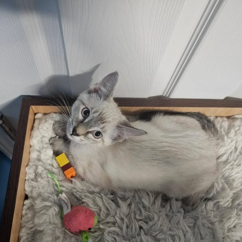 A baby small-sized male Domestic Short Hair cat named Marshmallow for adoption in Plainfield, IL