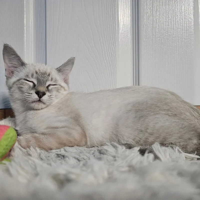 Marshmallow thumbnail 3