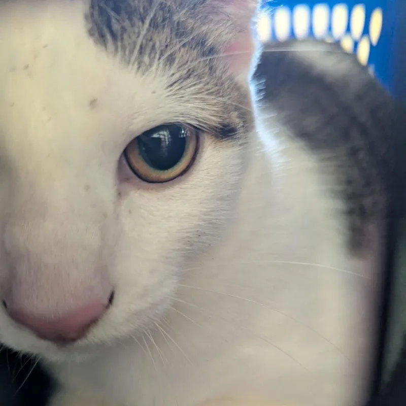 A young extra large-sized male White Domestic Short Hair cat named Lucky for adoption in Lynchburg, VA