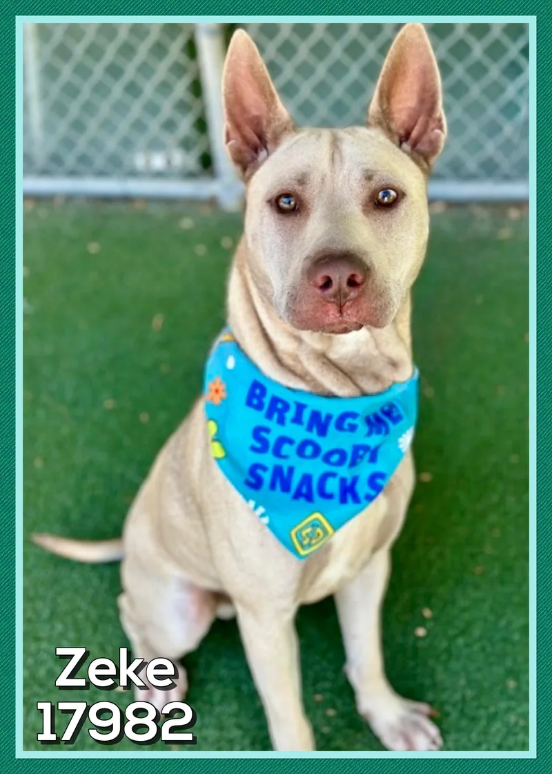 A young large-sized male Yellow / Tan / Blond / Fawn Shepherd dog named Zeke for adoption in Marietta, GA