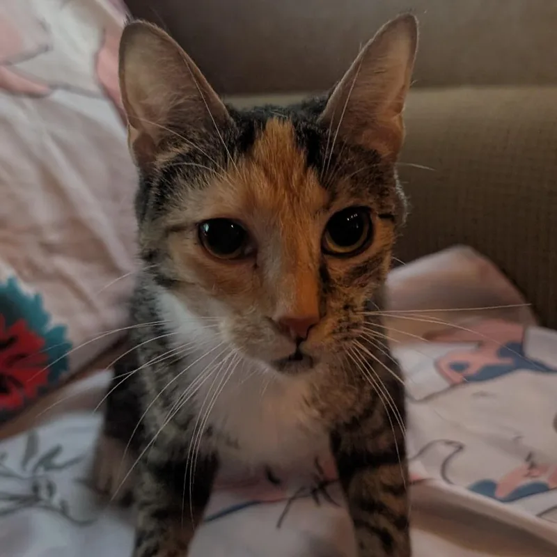 A young small-sized female Torbie Domestic Short Hair cat named Carly for adoption in Carmel, IN