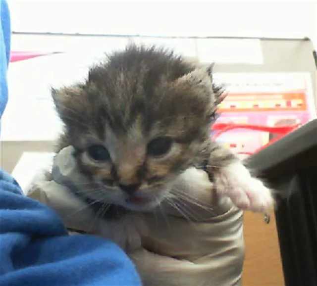 A young medium-sized male Domestic Short Hair cat named Spice for adoption in Dallas, TX