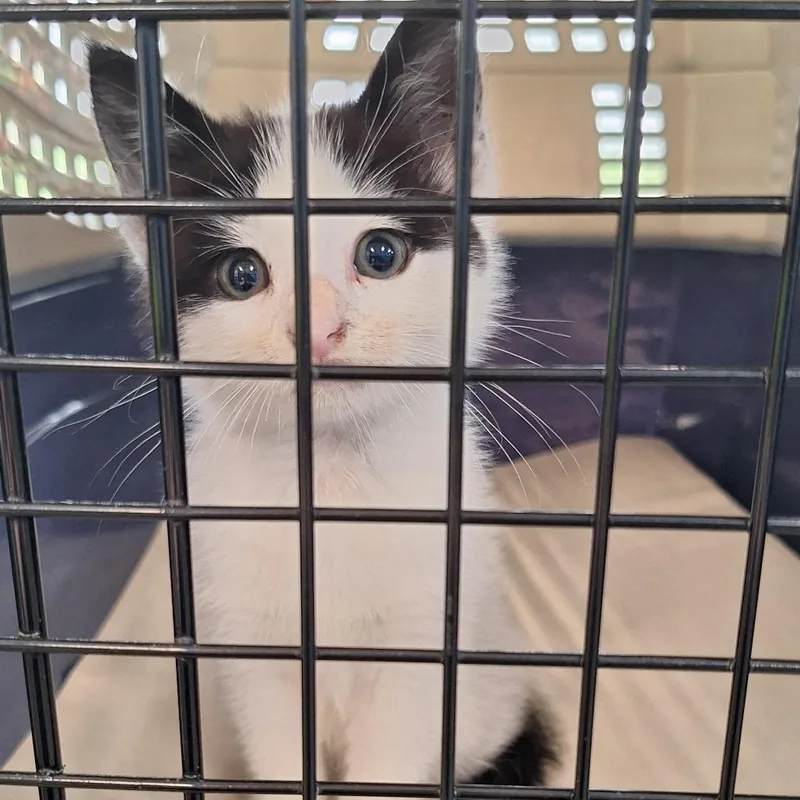 A baby small-sized female White Domestic Medium Hair cat named Minty for adoption in Montgomery, AL