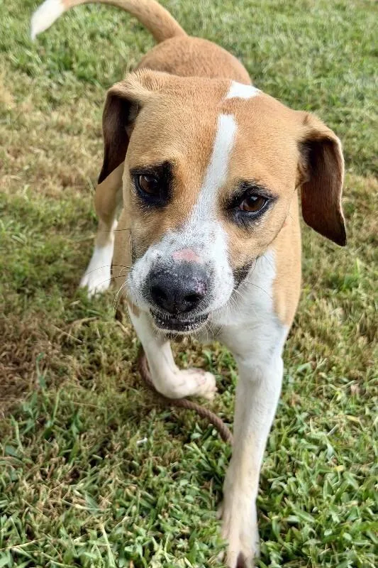 An adult medium-sized male Brown / Chocolate Mixed Breed dog named Huckleberry Pie for adoption in Maryville, TN