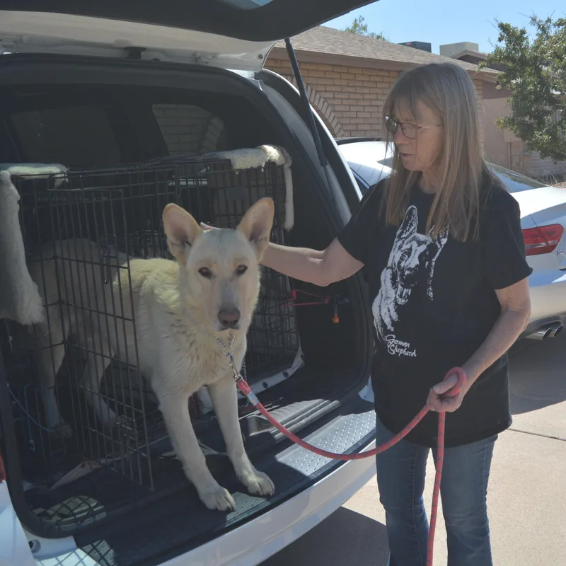 An adult large-sized male White / Cream German Shepherd Dog dog named Kodiak for adoption in Phoenix, AZ