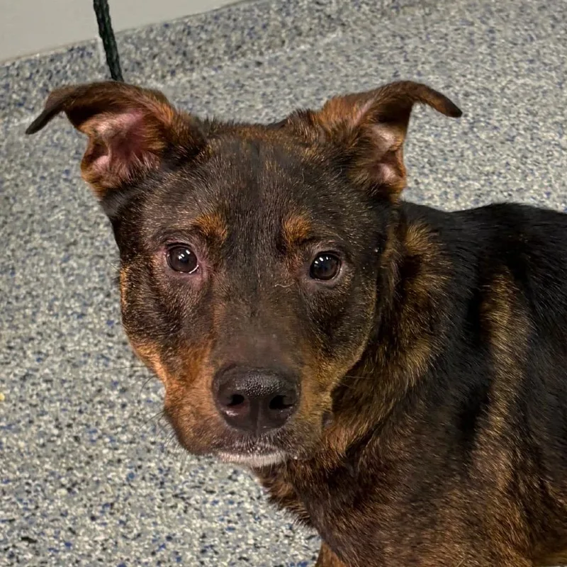 A young medium-sized male Brown / Chocolate American Staffordshire Terrier dog named Sam for adoption in Greenville, SC