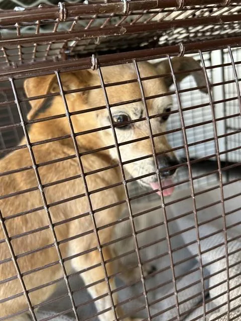 An adult small-sized male Chihuahua dog named Mr. Diggs for adoption in Tucson, AZ