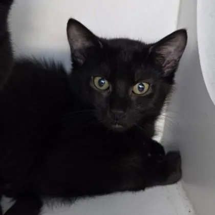 A baby small-sized male Domestic Short Hair cat named Shredded Cheddar for adoption in Voorhees, NJ